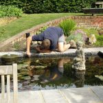 A formal sunken pond containing fish, water lilies and sculptures. A landscaper is looking into the pond adjusting the pond liner