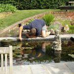 A formal sunken pond containing fish, water lilies and sculptures. A landscaper is looking into the pond adjusting the pond liner