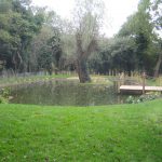 A natural large pond with island in middle containing mature willow tree. Pond has a wooden pontoon with roping to provide safe viewing and seating