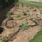 Garden border containing newly planted shrubs and trees with leaky pipe irrigation between plants